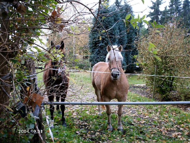 Aufgezeichnet 2004-10-31 00000